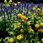 lantana salvia